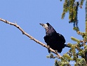 Corbeau 3039